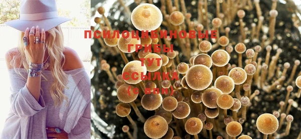 прущие грибы Костерёво